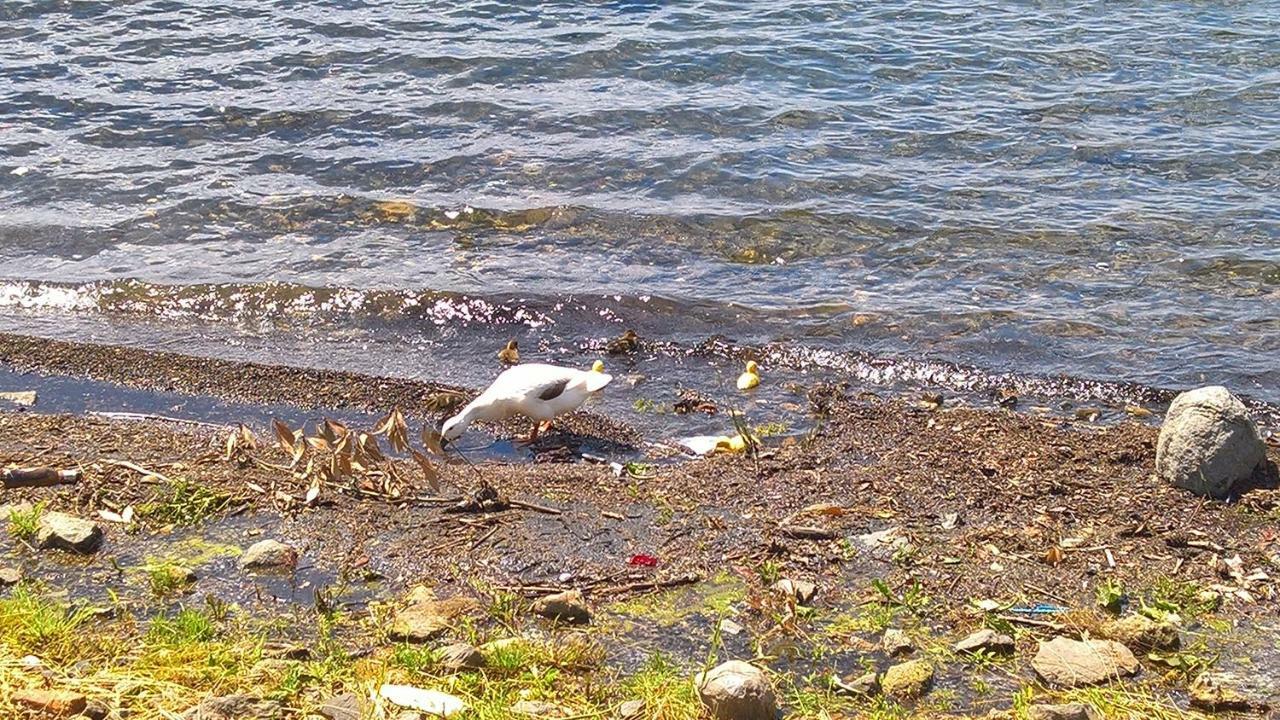 Centro E Spiaggia Ambra Anguillara Sabazia Bagian luar foto